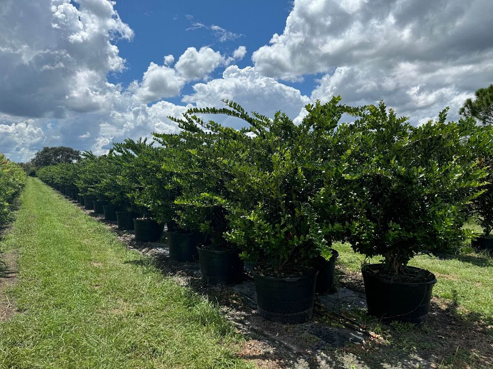 ligustrum-privet