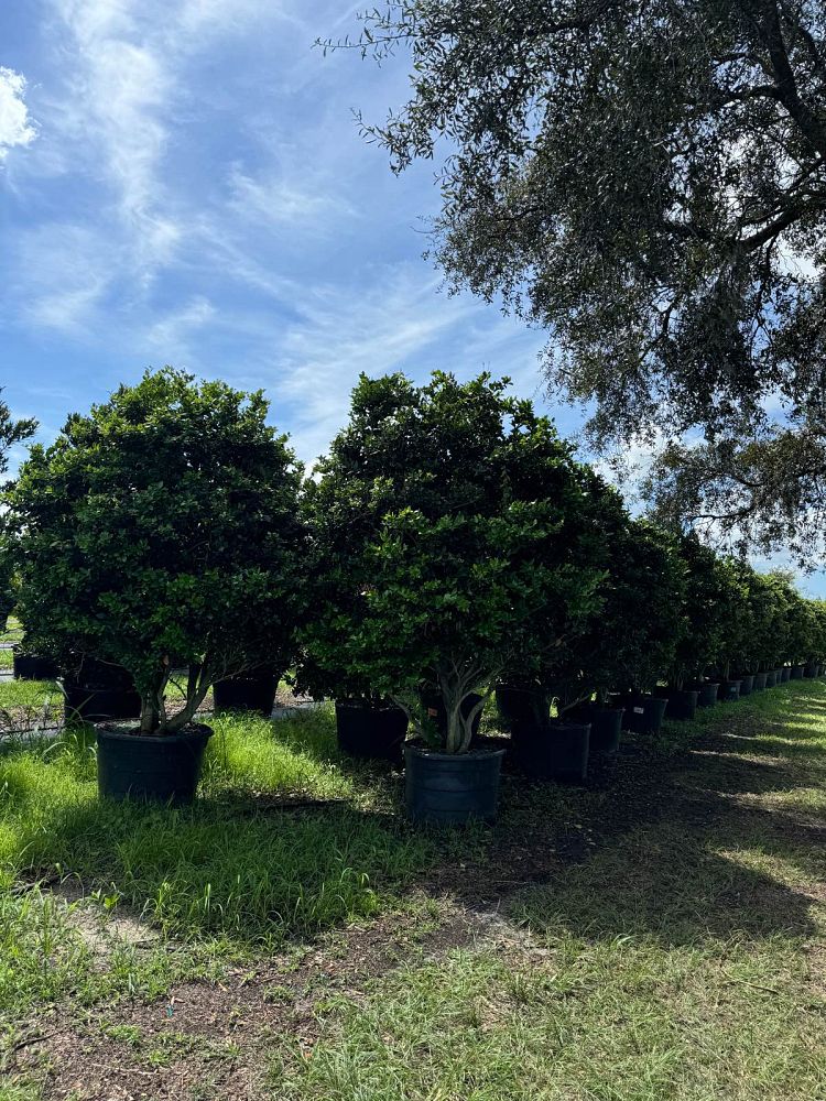 ligustrum-privet