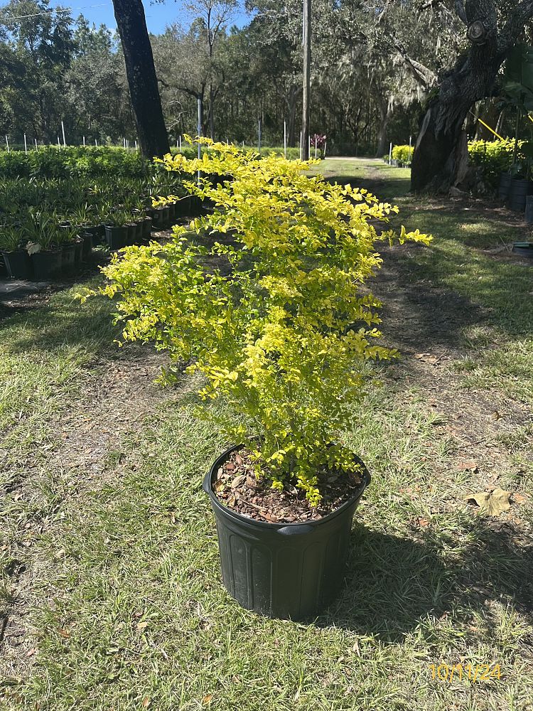 ligustrum-sinense-sunshine-sunshine-ligustrum