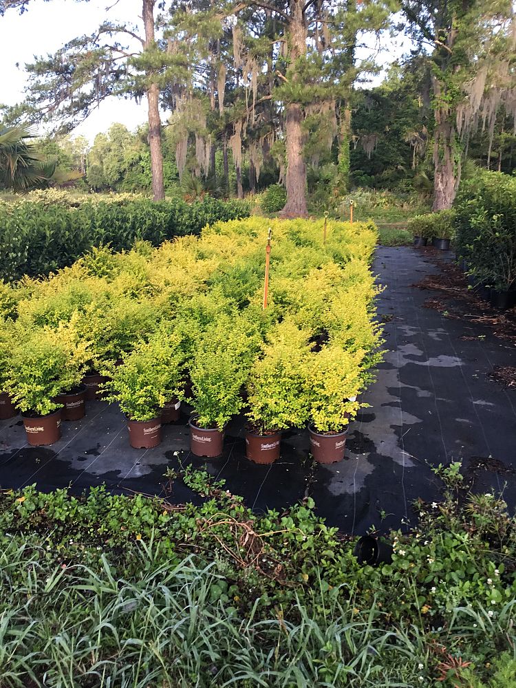 ligustrum-sinense-sunshine-sunshine-ligustrum