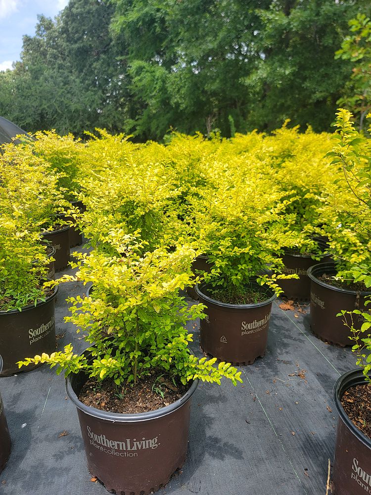 ligustrum-sinense-sunshine-sunshine-ligustrum