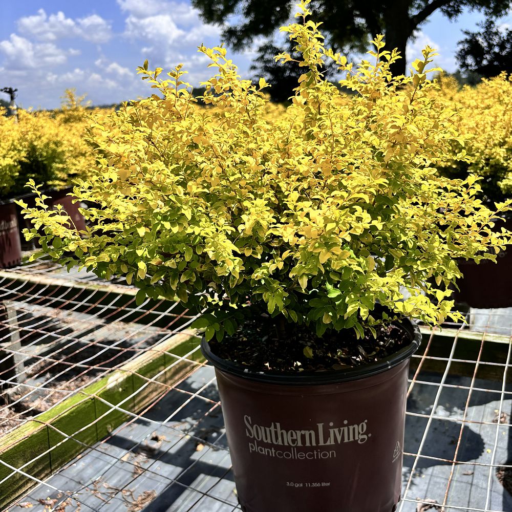 ligustrum-sinense-sunshine-sunshine-ligustrum