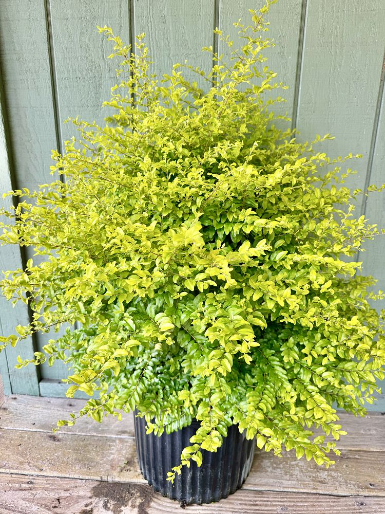 ligustrum-sinense-sunshine-sunshine-ligustrum