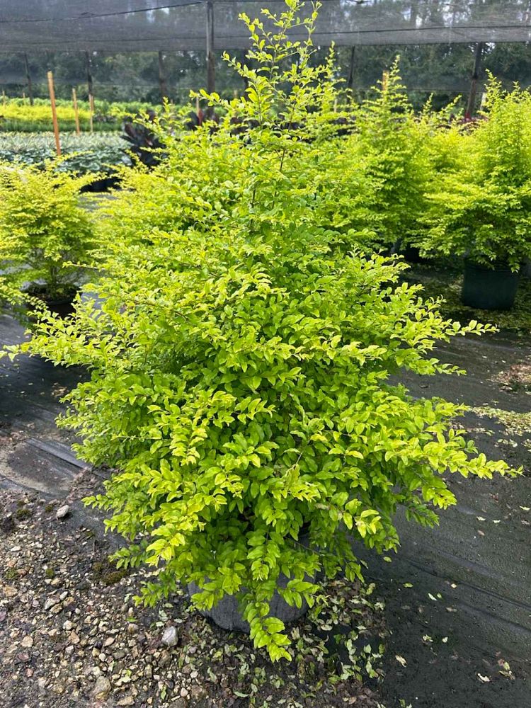 ligustrum-sinense-sunshine-sunshine-ligustrum