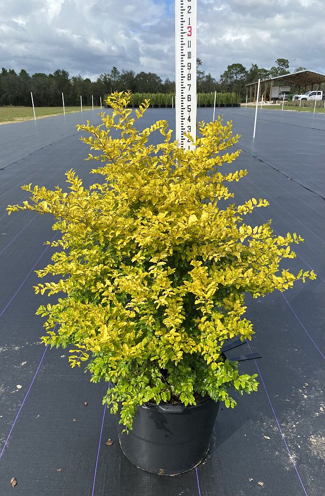 ligustrum-sinense-sunshine-sunshine-ligustrum