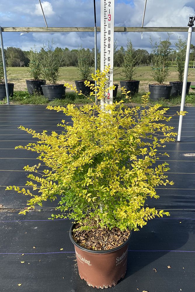 ligustrum-sinense-sunshine-sunshine-ligustrum