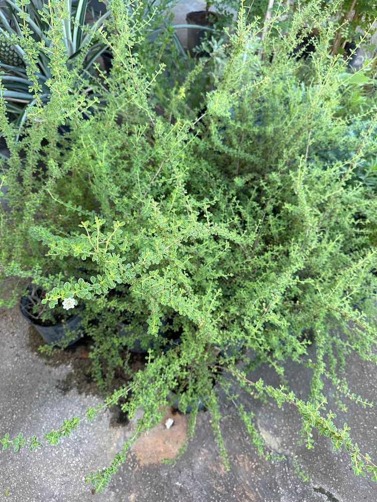 lippia-micromera-jamaican-oregano