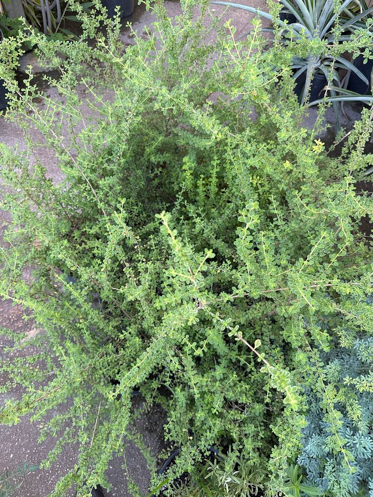 lippia-micromera-jamaican-oregano