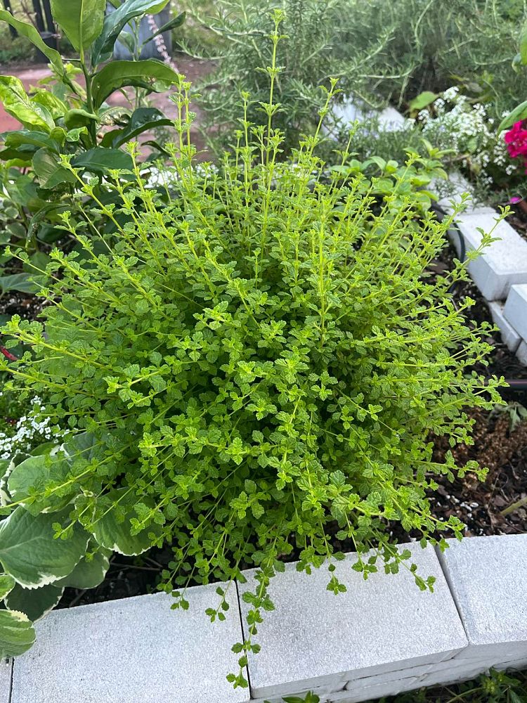 lippia-micromera-jamaican-oregano