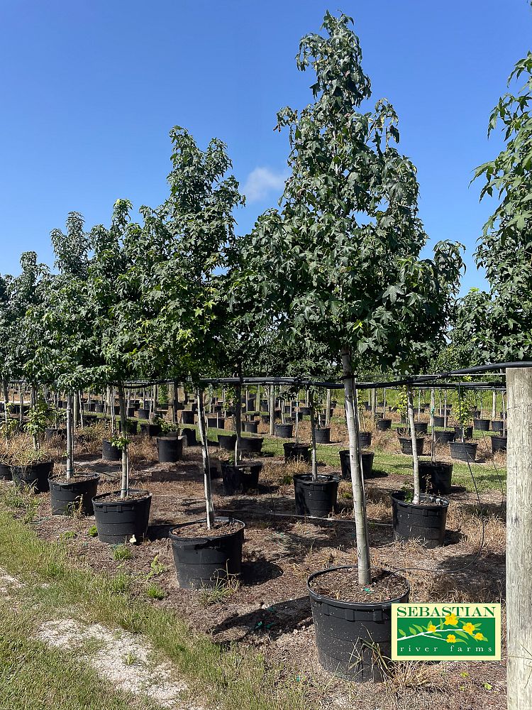 liquidambar-styraciflua-american-sweetgum