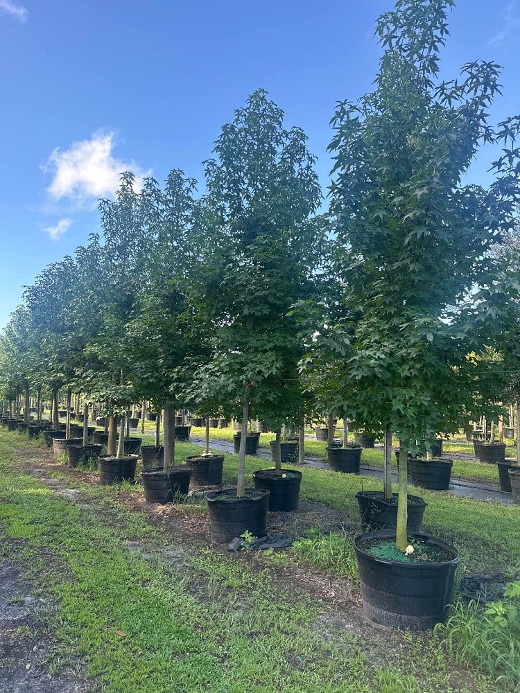 liquidambar-styraciflua-american-sweetgum