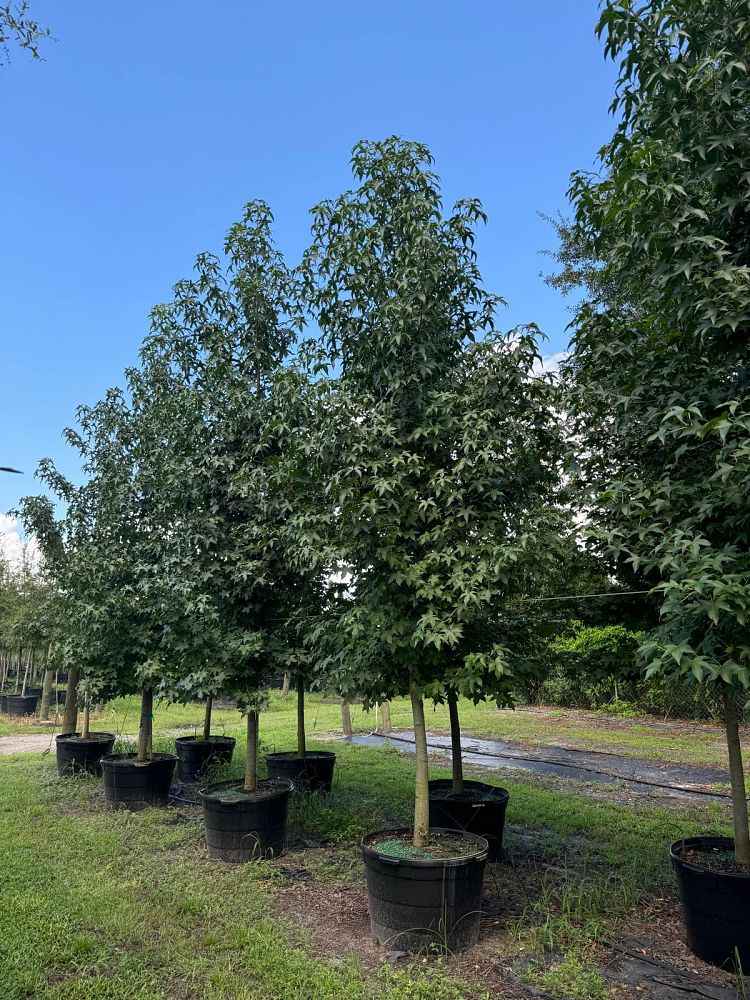 liquidambar-styraciflua-american-sweetgum