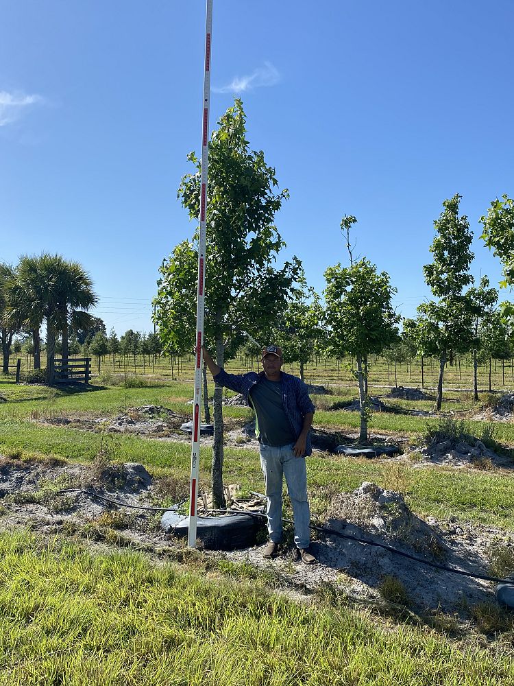 liquidambar-styraciflua-american-sweetgum