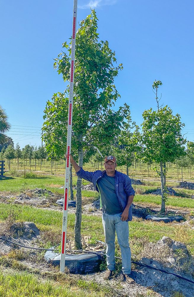 liquidambar-styraciflua-american-sweetgum