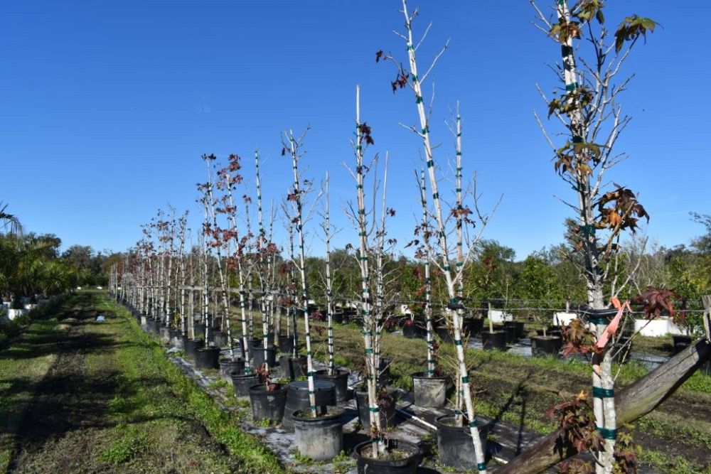 liquidambar-styraciflua-american-sweetgum