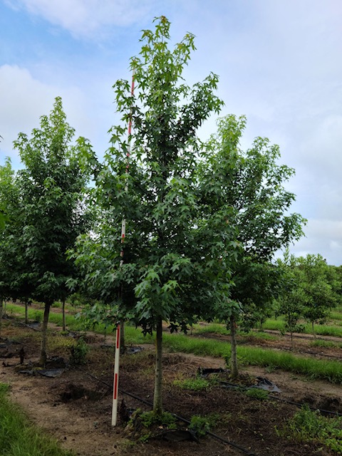 liquidambar-styraciflua-american-sweetgum