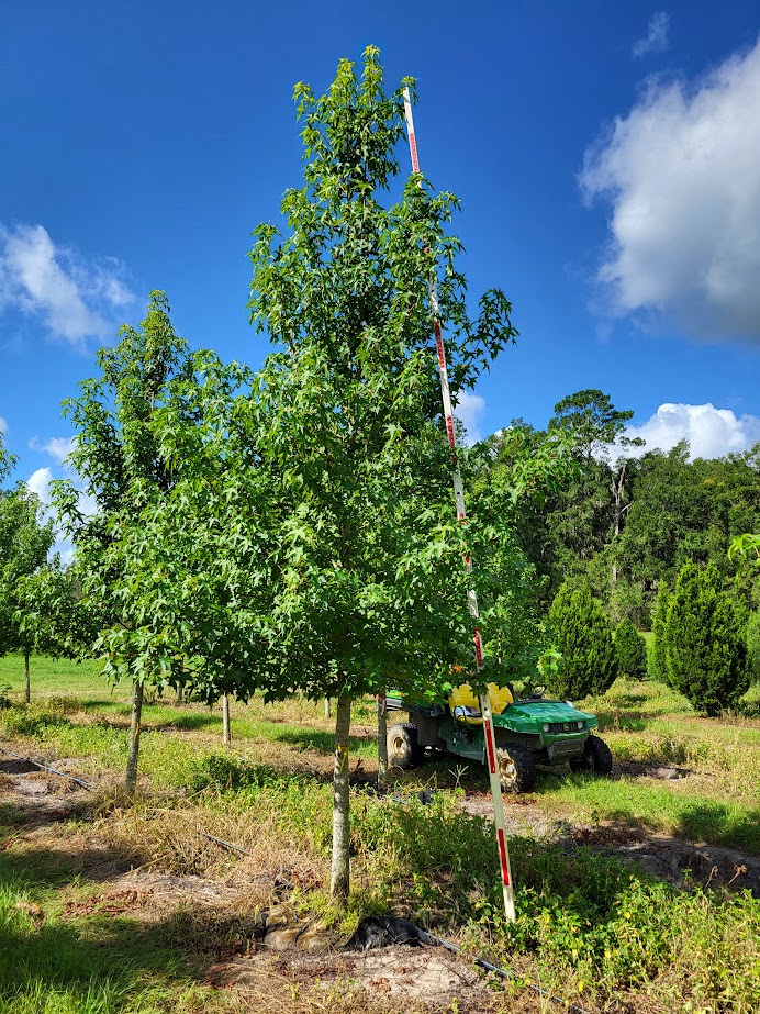 liquidambar-styraciflua-american-sweetgum