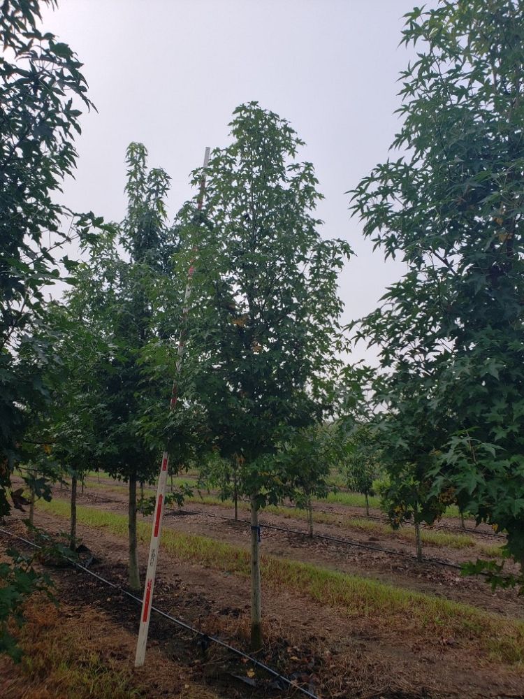 liquidambar-styraciflua-american-sweetgum