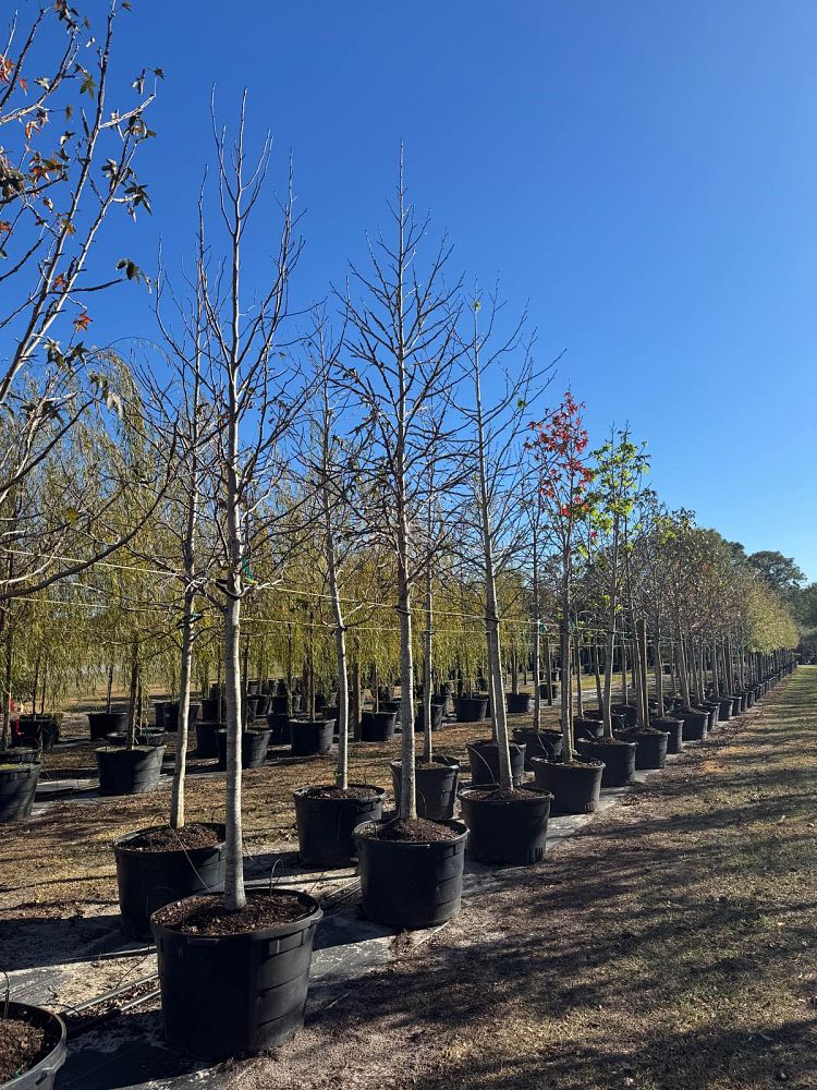 liquidambar-styraciflua-american-sweetgum