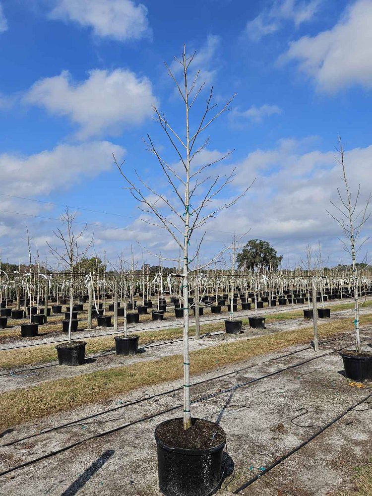 liquidambar-styraciflua-american-sweetgum