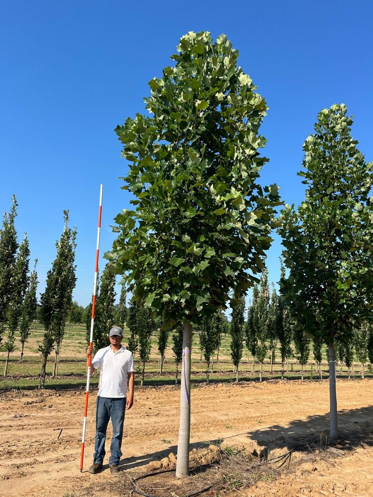 liriodendron-tulipifera-jfs-oz-emerald-city-reg-tulip-tree