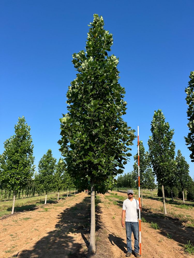 liriodendron-tulipifera-jfs-oz-emerald-city-reg-tulip-tree