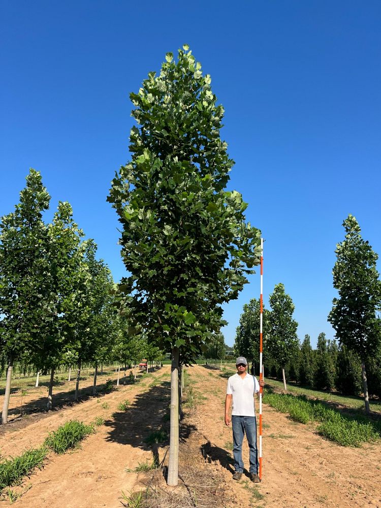 liriodendron-tulipifera-jfs-oz-emerald-city-reg-tulip-tree