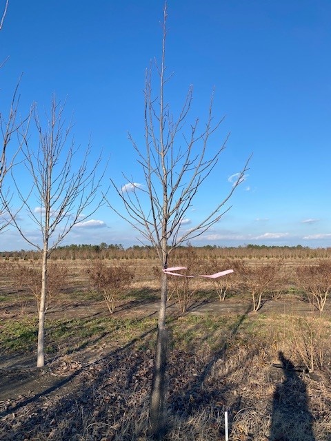 liriodendron-tulipifera-tulip-poplar-tree-yellow-poplar