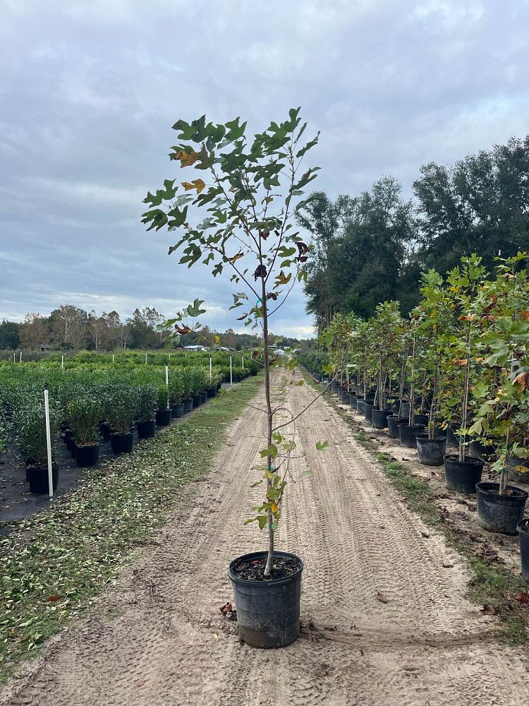 liriodendron-tulipifera-tulip-poplar-tree-yellow-poplar