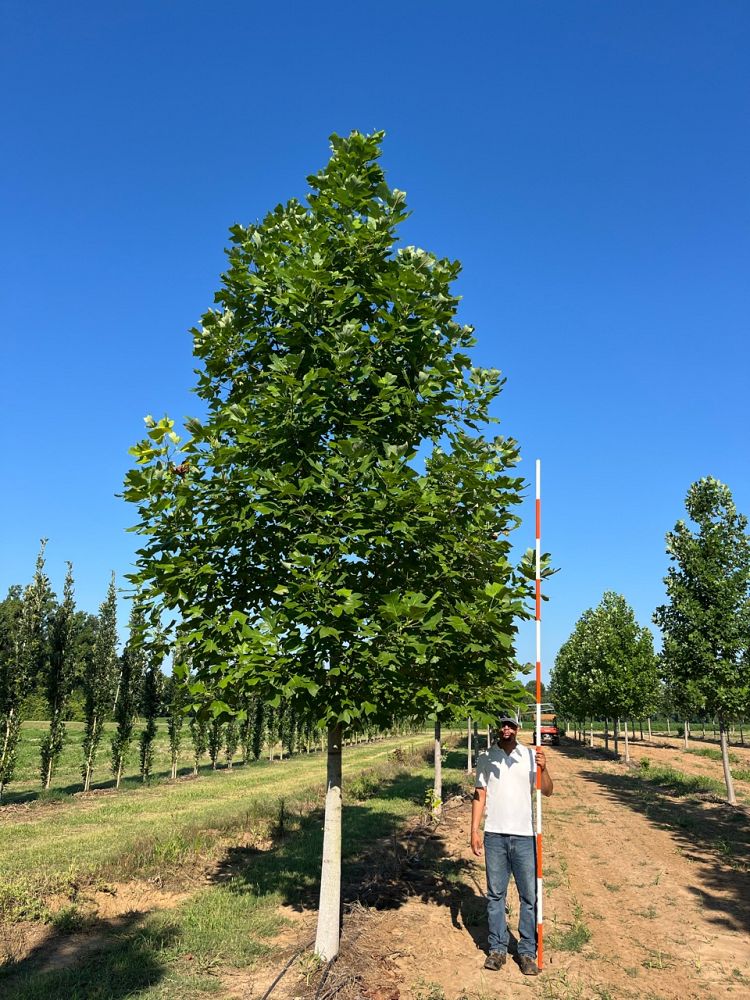 liriodendron-tulipifera-tulip-poplar-tree-yellow-poplar