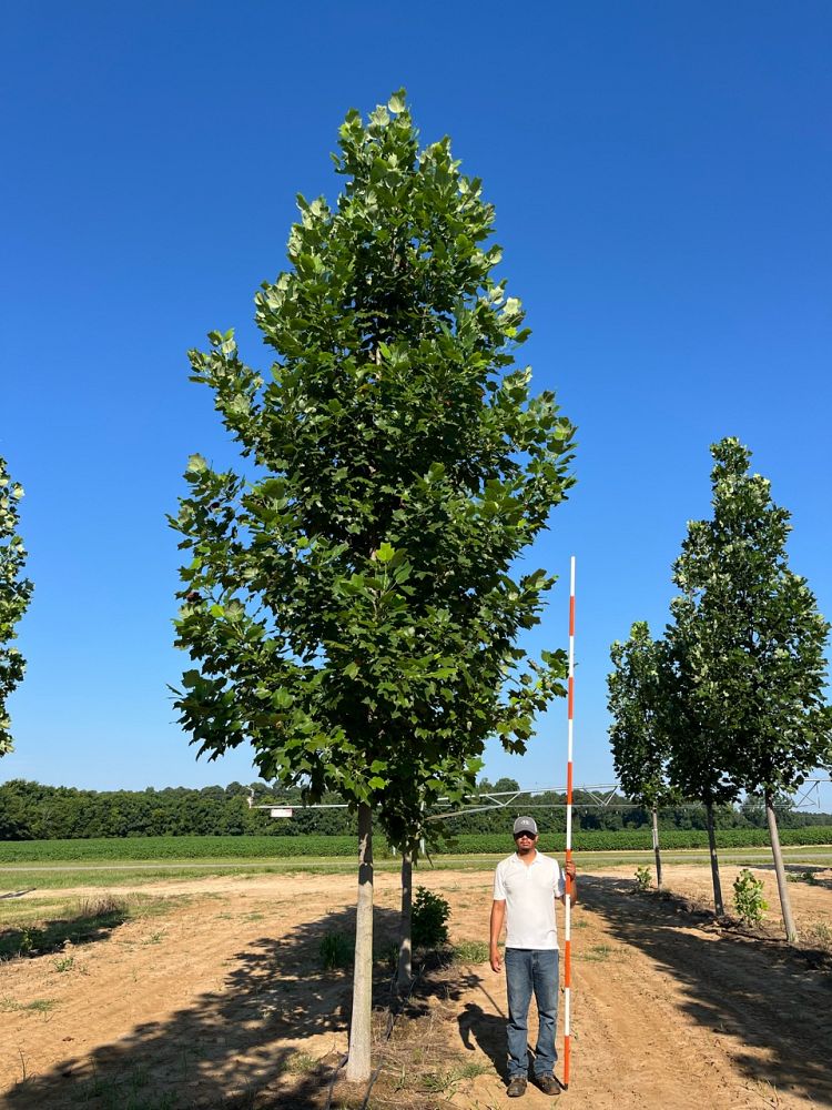 liriodendron-tulipifera-tulip-poplar-tree-yellow-poplar