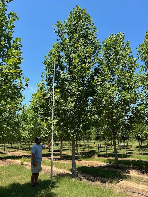 liriodendron-tulipifera-tulip-poplar-tree-yellow-poplar