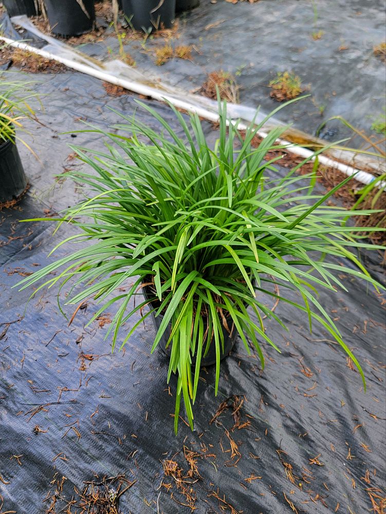 liriope-gigantea-giant-lilyturf