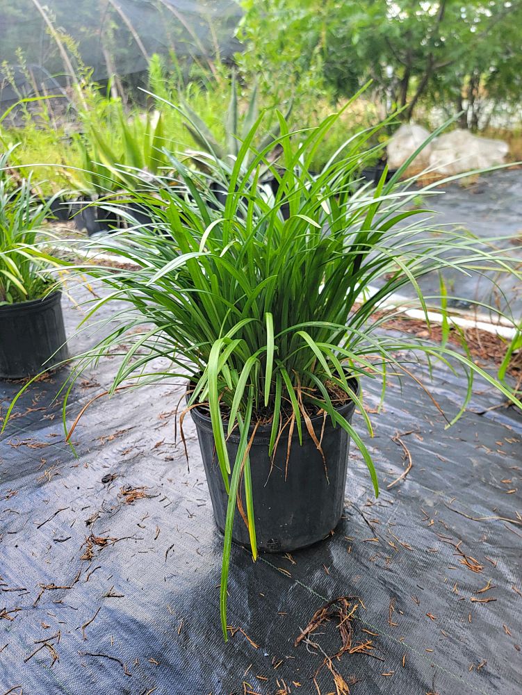 liriope-gigantea-giant-lilyturf