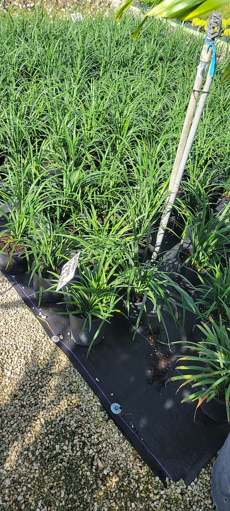 liriope-green-lane-lilyturf