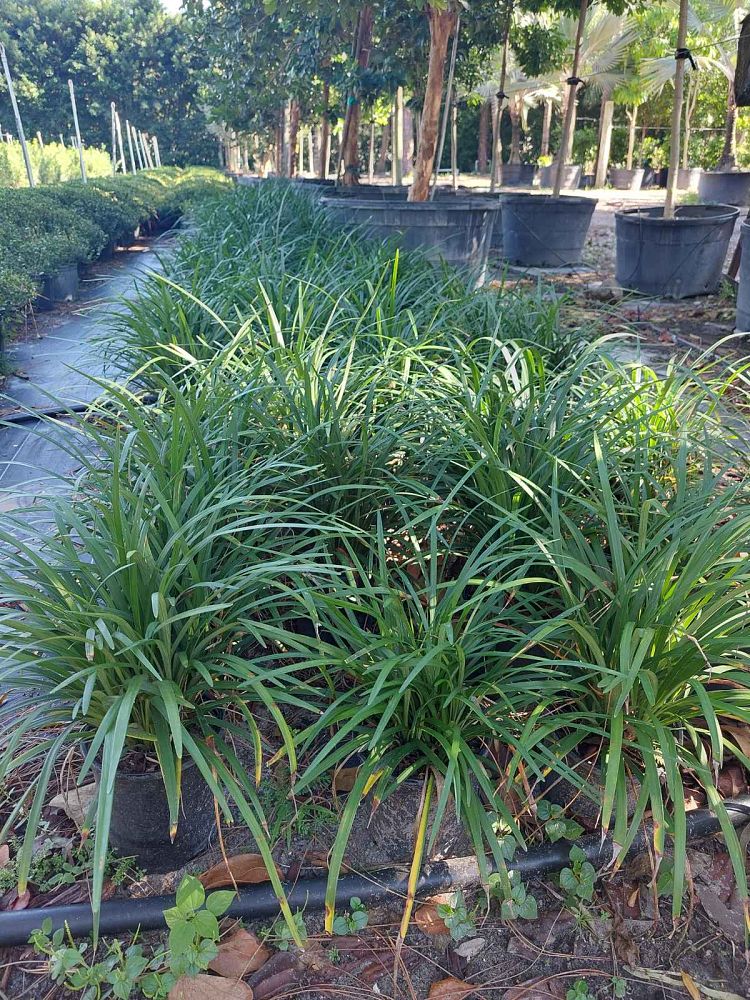 liriope-lilyturf-monkey-grass