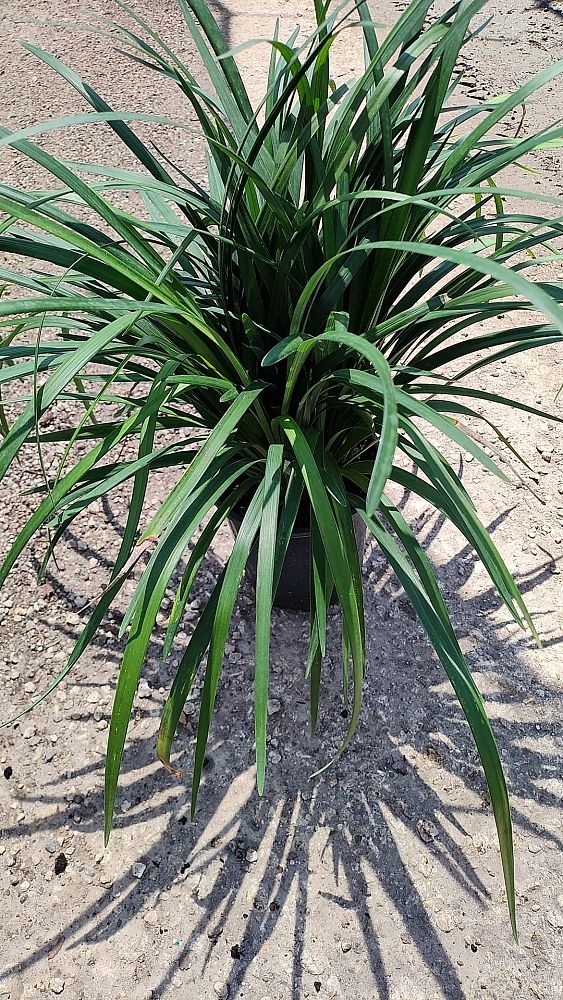liriope-muscari-evergreen-giant-lilyturf