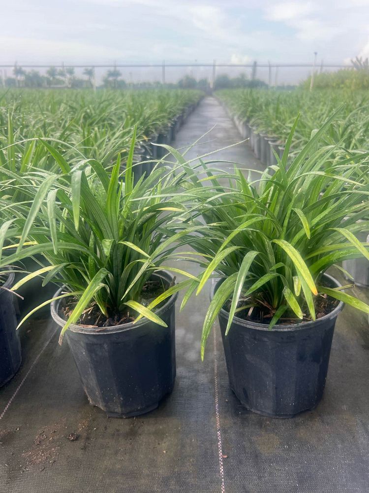 liriope-muscari-evergreen-lilyturf