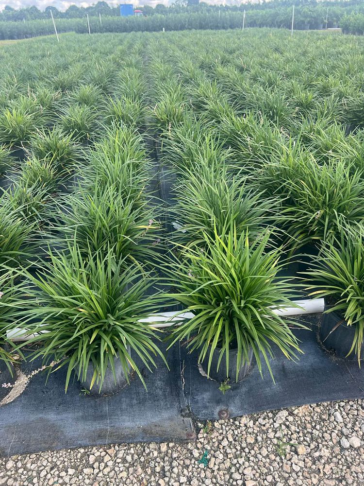 liriope-muscari-green-giant-lilyturf