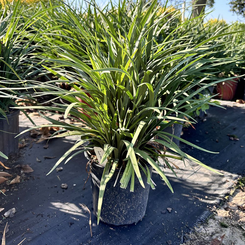 liriope-muscari-super-blue-lilyturf