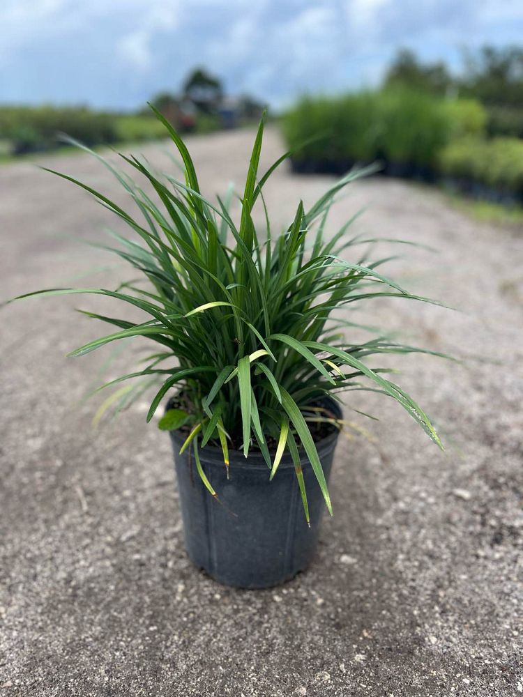 liriope-muscari-super-blue-lilyturf