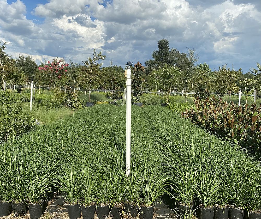 liriope-muscari-super-blue-lilyturf