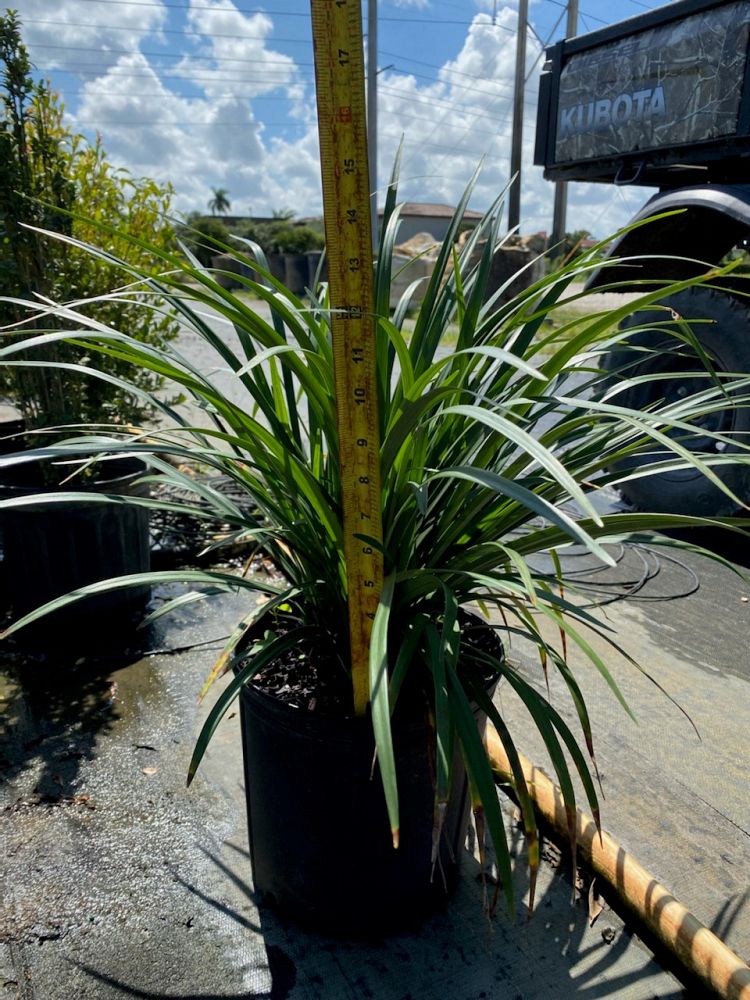 liriope-muscari-super-blue-lilyturf