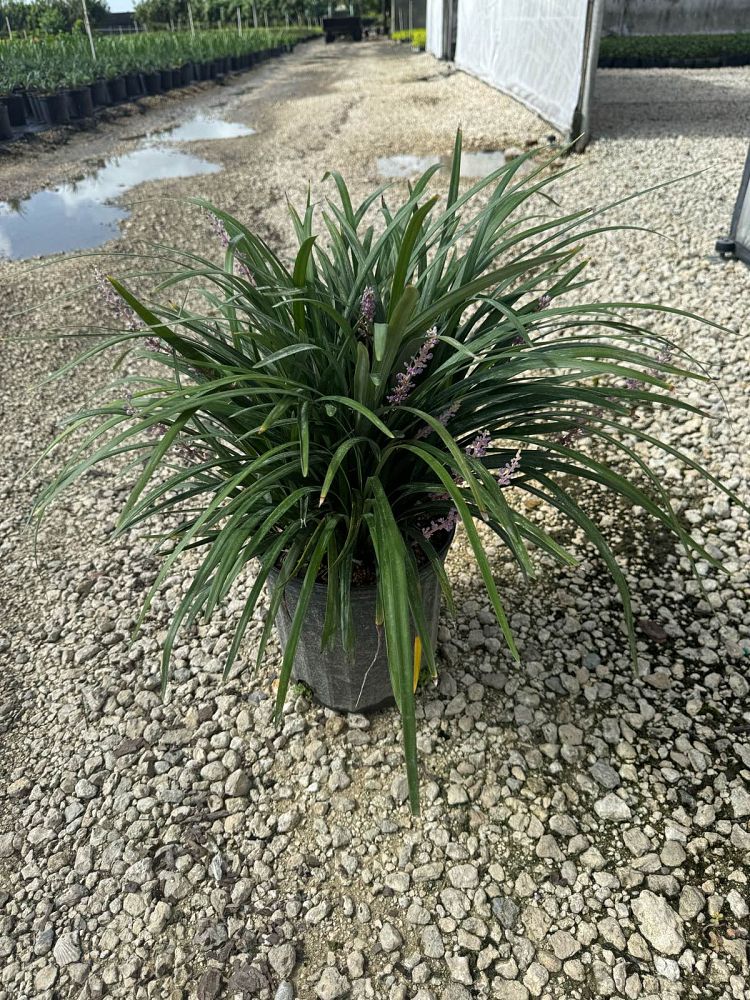 liriope-muscari-super-blue-lilyturf