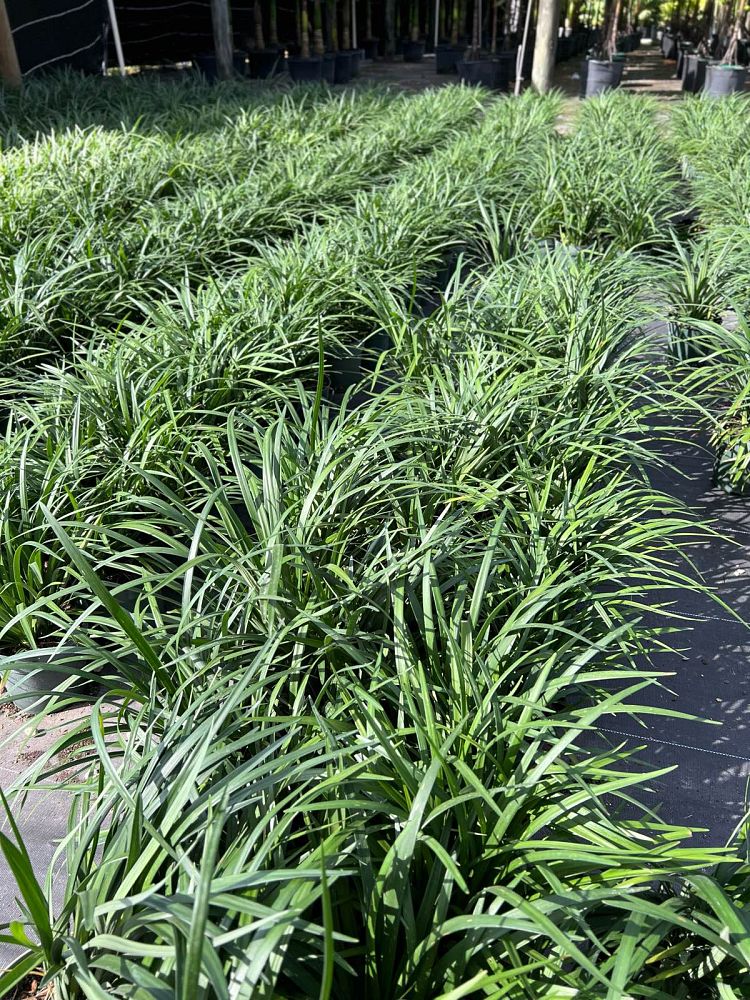 liriope-muscari-super-blue-lilyturf