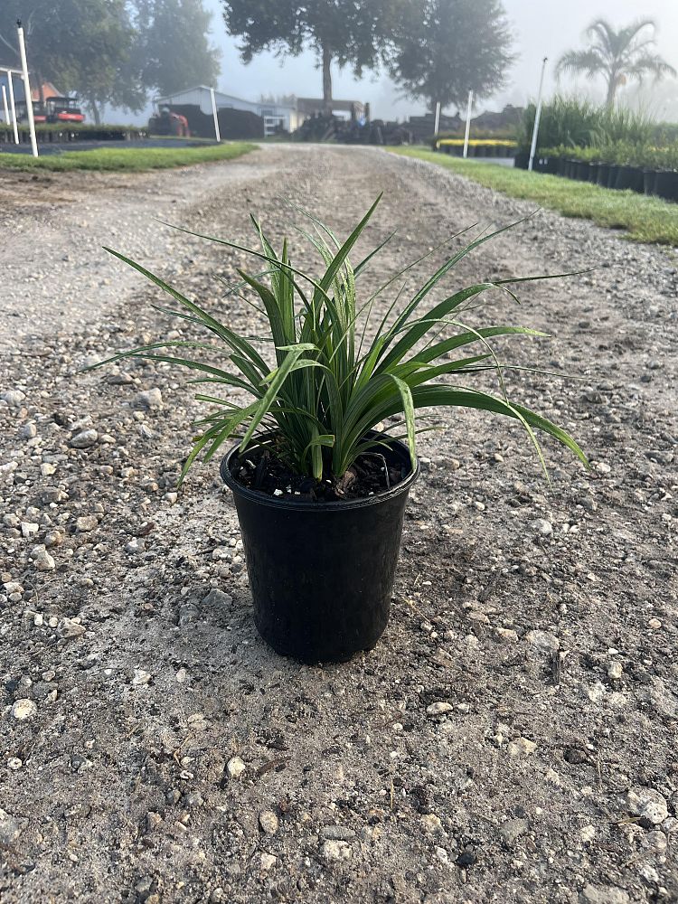 liriope-muscari-super-blue-lilyturf