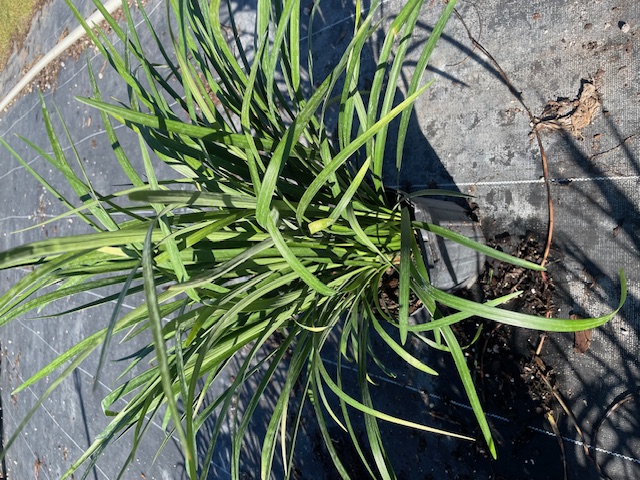 liriope-muscari-super-blue-lilyturf