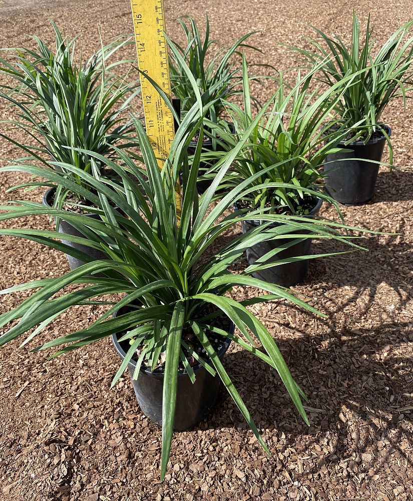 liriope-muscari-super-blue-lilyturf