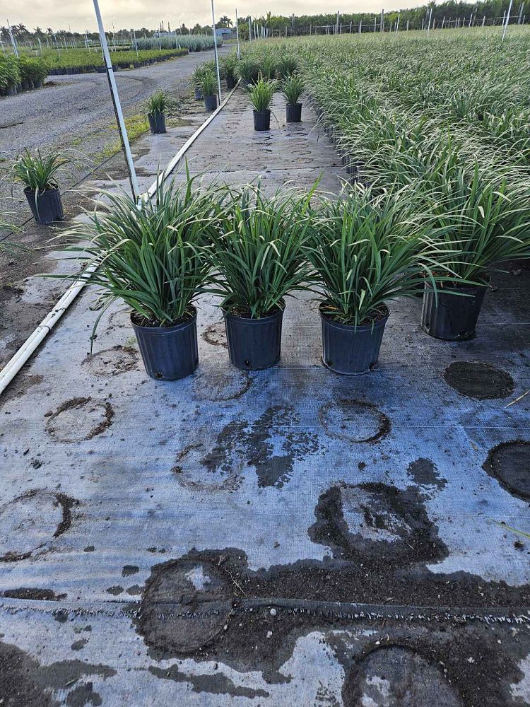 liriope-muscari-super-blue-lilyturf