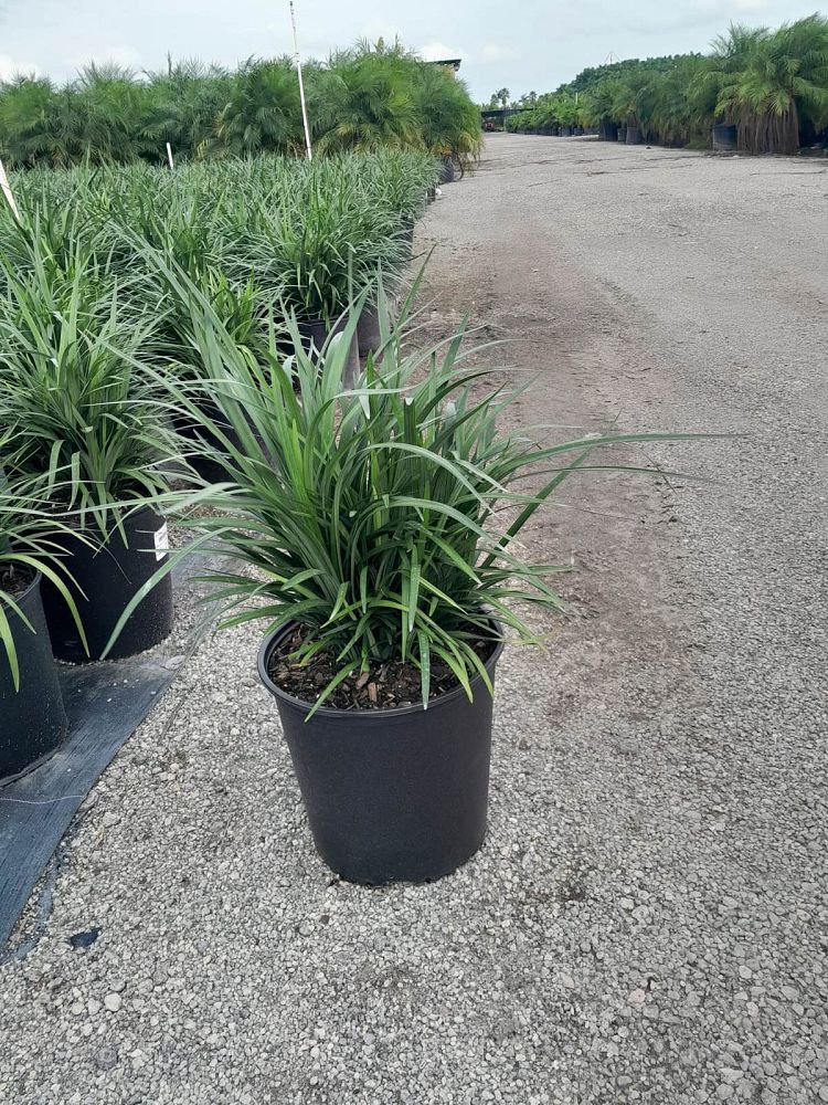 liriope-muscari-super-blue-lilyturf